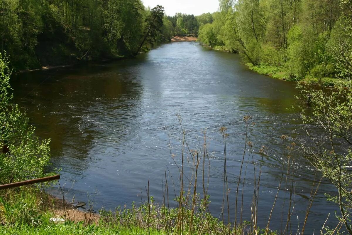 Река черная Форносово. Ваммельйоки. Чёрная речка (река, впадает в финский залив). Черная речка Зеленогорск.