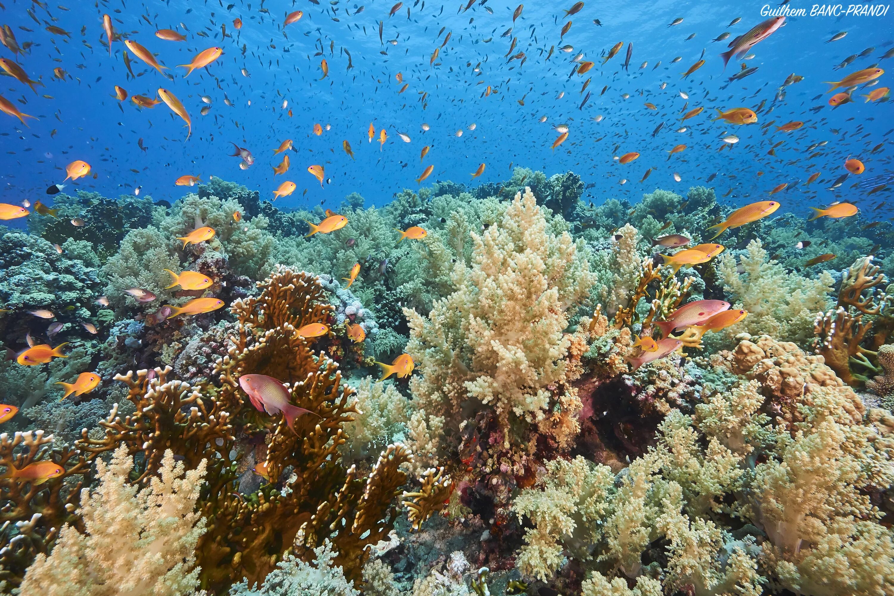 Какого океана является красное море. Красное море Египет рифы. Коралловый риф в Шарм Эль Шейхе. Кораллы в Хургаде. Подводный мир Египта Шарм-Эль-Шейх.