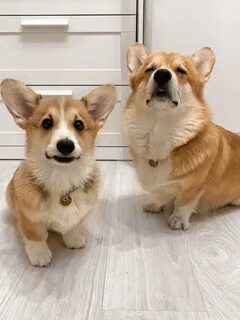 Ли корги