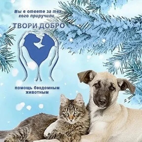Дари добро помощь бездомным животным г унеча. Твори добро животные. акция помощь бездомным животным. день доброты помощь животным. грамота помоги бездомным животным.