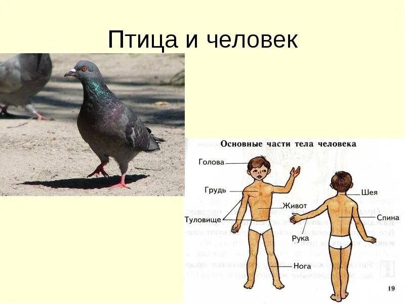 Сходство и различие птиц. Птицы части тела птиц. Отличие человека от птиц. Организм человека животных. Птица и человек отличии.