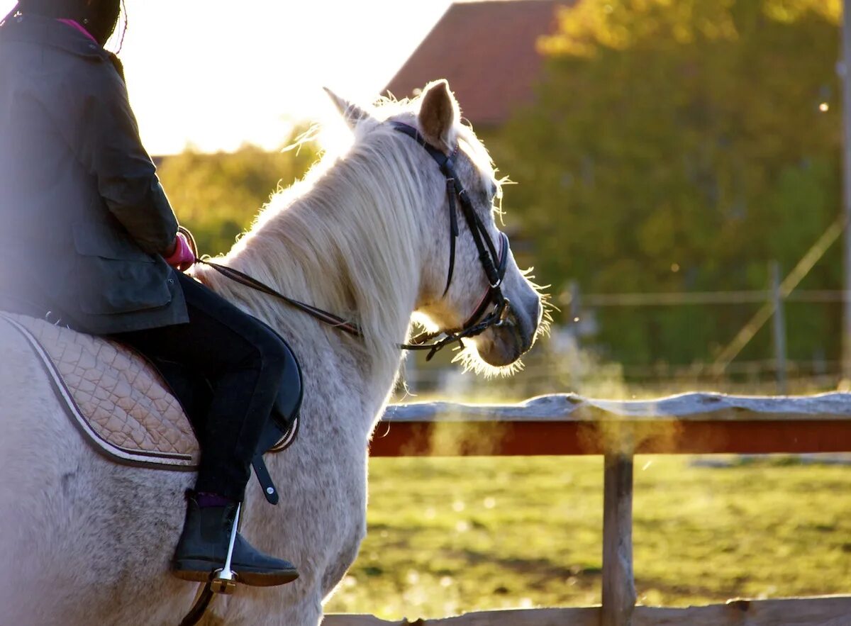 Horsing around. Лошадь холод пар. Horse breathing. Interesting facts about Horse. Breathing of Horses background.