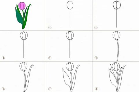 Как нарисовать тюльпан поэтапно карандашом.