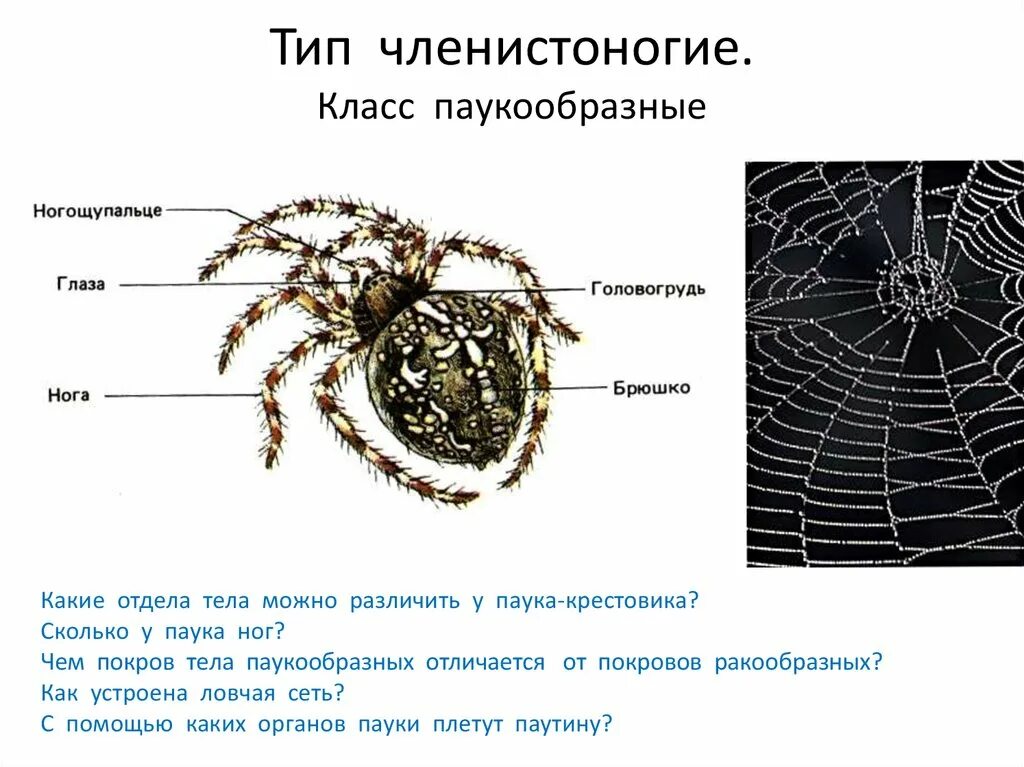 Отделы класса паукообразные. Паукообразные 7 класс биология. Покровы тела паукообразных 7 класс. Тип Членистоногие класс паукообразные 7 класс. Покров паукообразных 7 класс.