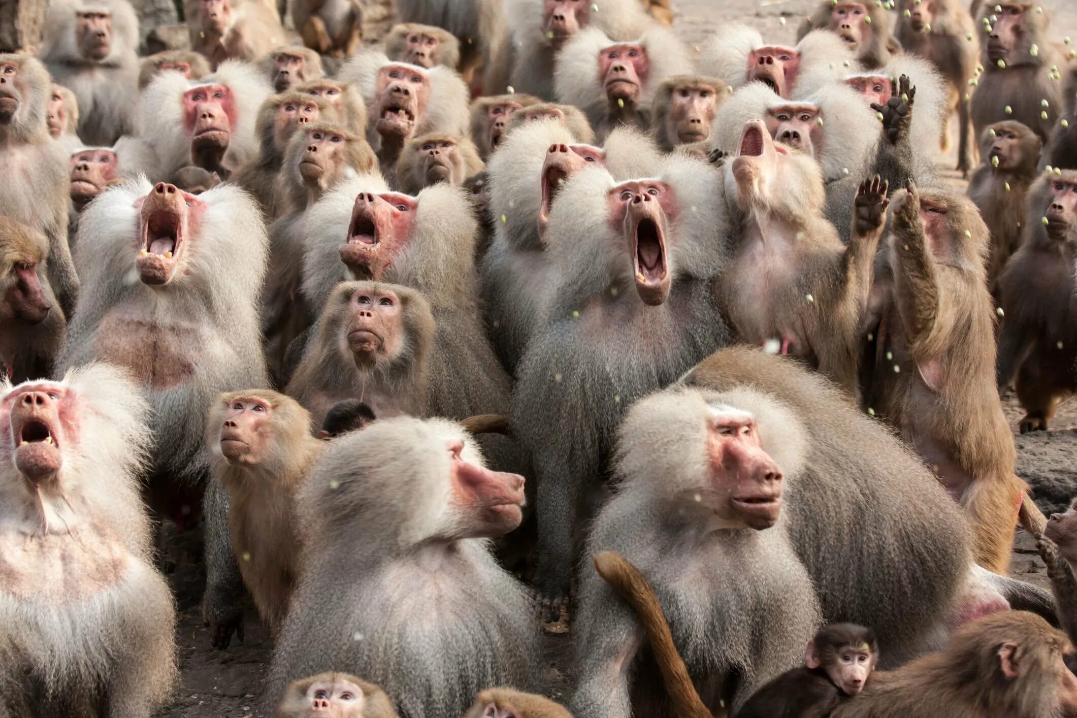 Стадо обезьян. Много обезьян. Стая обезьян. Толпа обезьян.