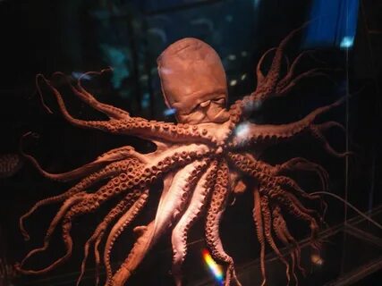 It s the first time octopus