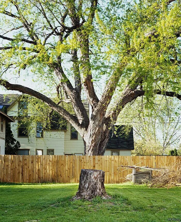 Липа мелколистная стриженная. Дерево кайрагач сад поле. Клен глобозум изгородь. Московский двор с деревьями. Деревья во дворе.