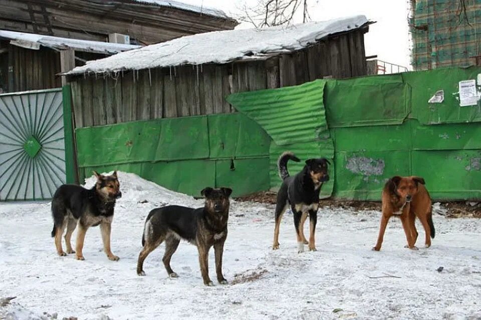 На улице жили щенки. Бродячие собаки. Стая собак. Стая бездомных собак. Дворовые собаки.