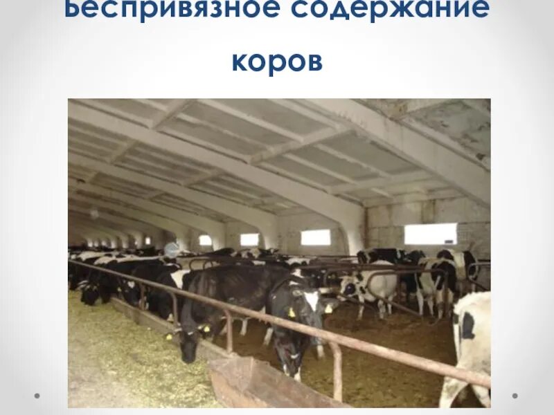 Содержание крупных животных. Коровник беспривязного содержания. беспривязное содержание коров. оборудование для фермы крс мясного направления. кормовой стол для крс беспривязного.