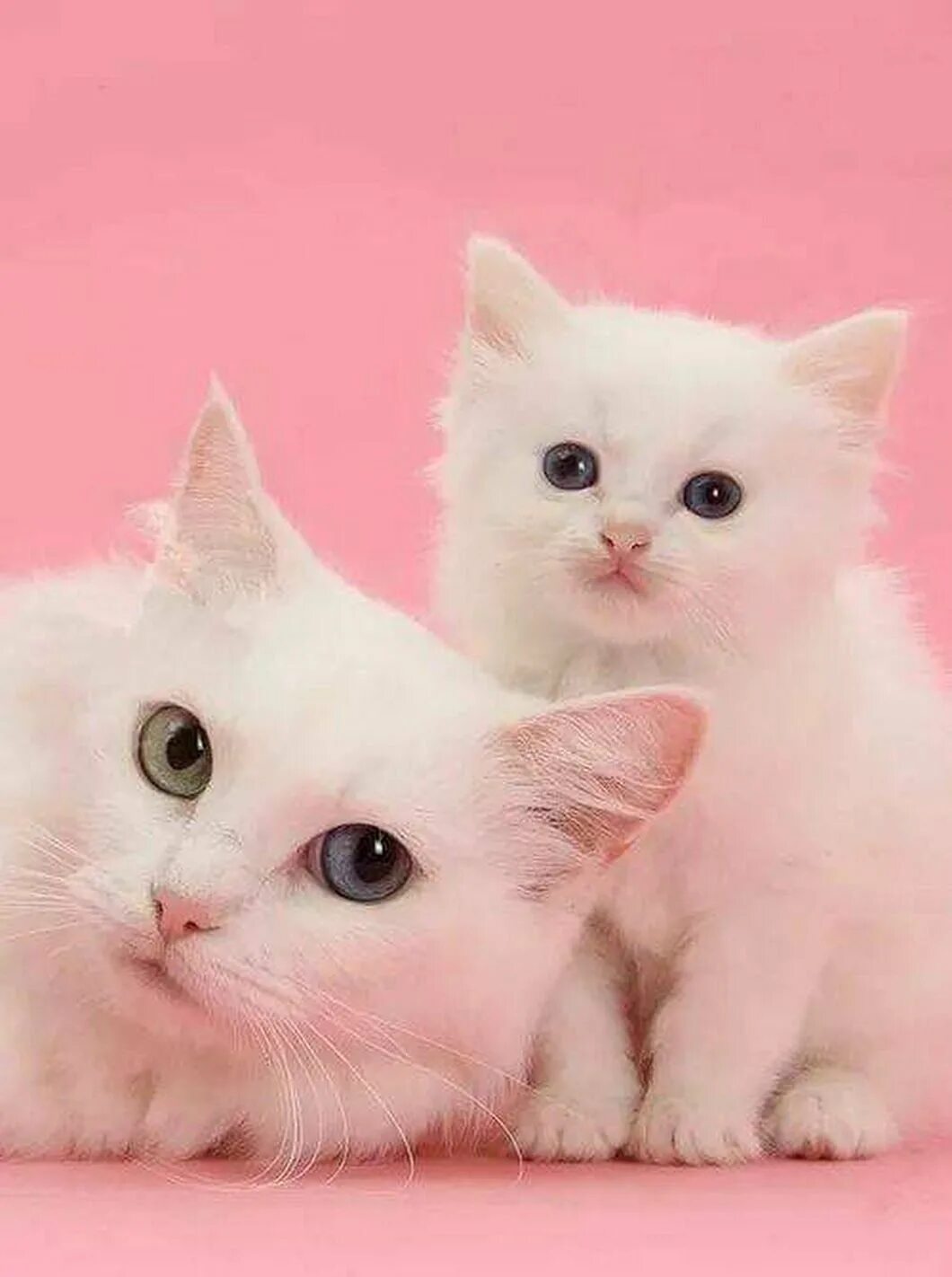 Белый котенок. Розовая кошка. Красивые кошечки. Милый белый котенок. Белая киса
