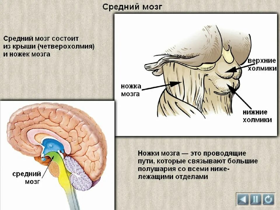 Структура головного мозг средний мозг. Отделы головного мозга четверохолмие. Отдел головного мозга средний мозг строение. Строение и функции среднего мозга.