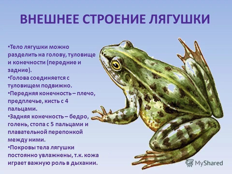 Земноводные конспект 2 класс. Внешнее строение земноводного лягушки. земноводные амфибии строение тела. внешнее строение травяной лягушки. внешнее строение зеленой лягушки.