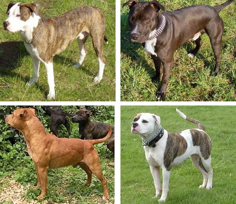 Европейские породы собак. Породы собак типа питбуля. Бойцовские породы собак среднего размера. Питбуль разновидности породы. Типа попита