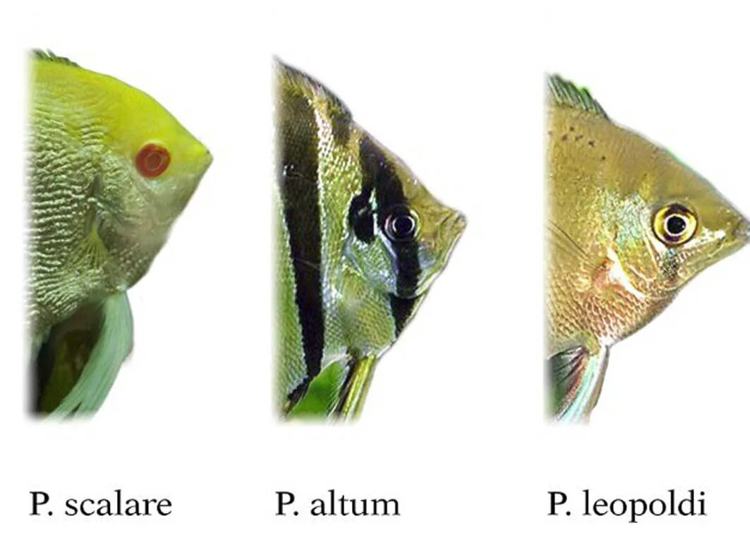 Рыбки скалярий самец самка. Скалярия самец и самка. Скалярия самка от самца. Рыба Скалярия самка и самец. Как отличить самца скалярии
