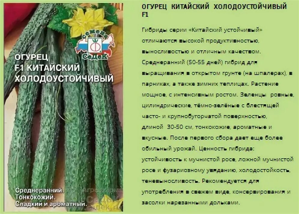 Китайские огурцы фото и описание Огурцы Китайский император F1: характеристика, правила посадки и способы ухода