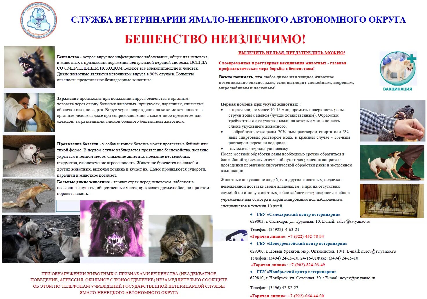 Профилактика содержания животных. Профилактика бешенства памятка. памятка по бешенству животных для населения.