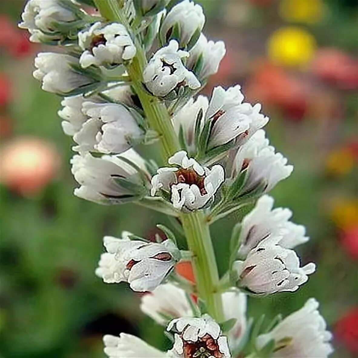 Резеда белая. Резеда цветок. Reseda odorata. Резеда душистая. Резеда душистая семена