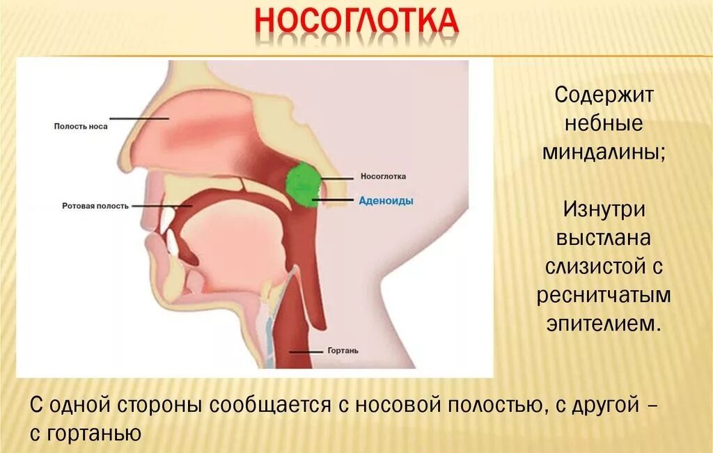 Лор органы у детей. Глоточная миндалина аденоиды. Анатомия ЛОР органов аденоиды. Строение носоглотки аденоиды. Строение гортани миндалины.