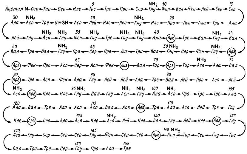 вал-асп-ала. атф + пвк + со2  адф + ф + щук. фен глу вал. асп+пвк. трипептид гли ала сер.