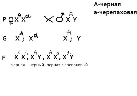 Генотип черепаховой кошки