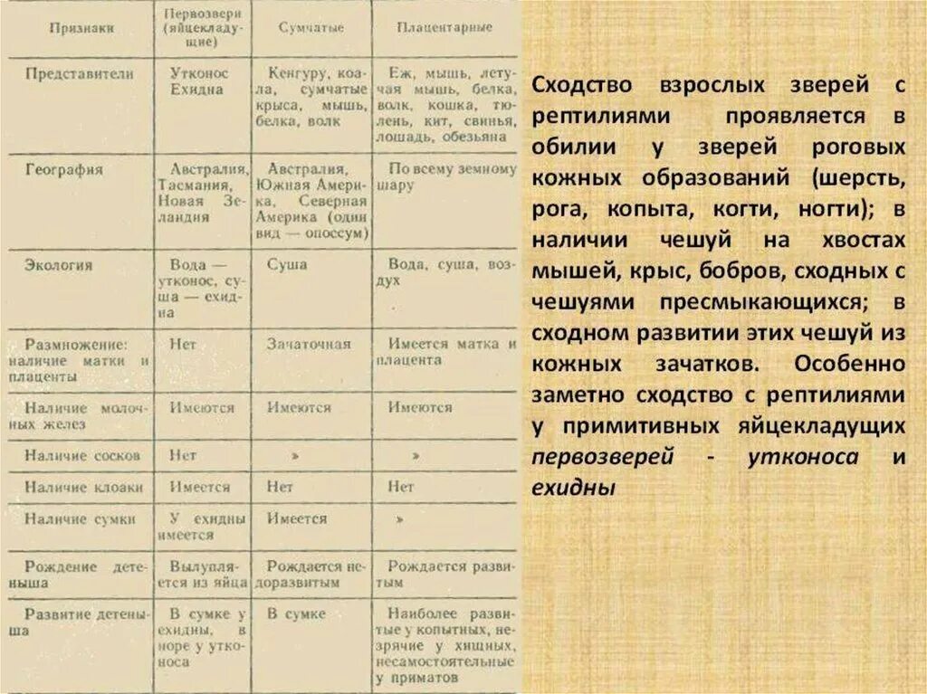 Сходства первозверей и пресмыкающихся. Характеристика отрядов млекопитающих. Особенности класса млекопитающие таблица. Таблица общая характеристика отрядов млекопитающих. Таблица отряды высших млекопитающих.