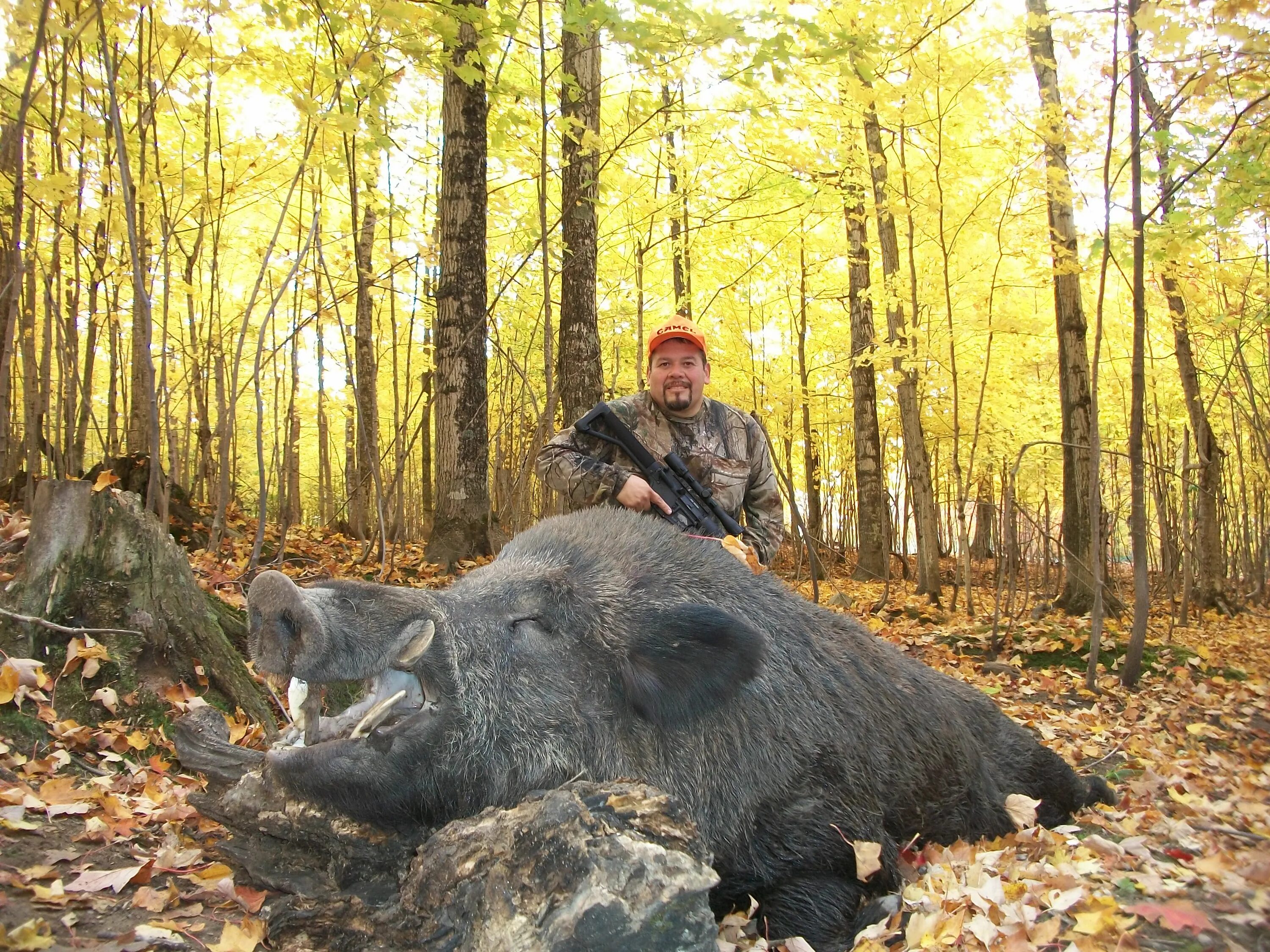 большие кабаны где. большие кабаны где. большие кабаны где. большие кабаны где. большие кабаны где.