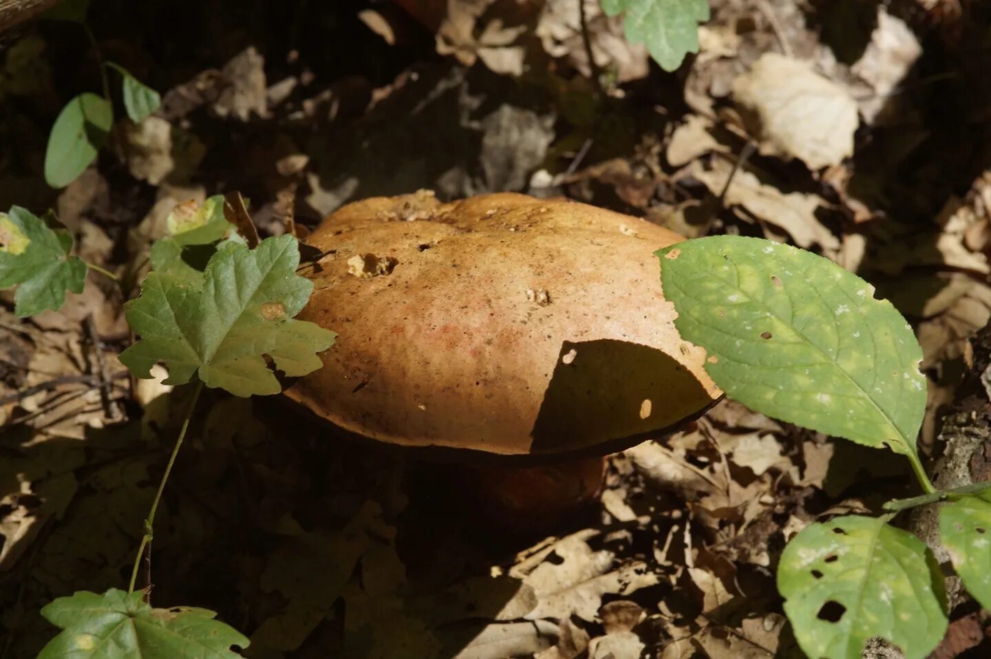 грибы пластинчатые на кубани. несъедобные грибы краснодарского края. грибы кубани. грибы кубани фото. строфария морщинисто-кольцевая.