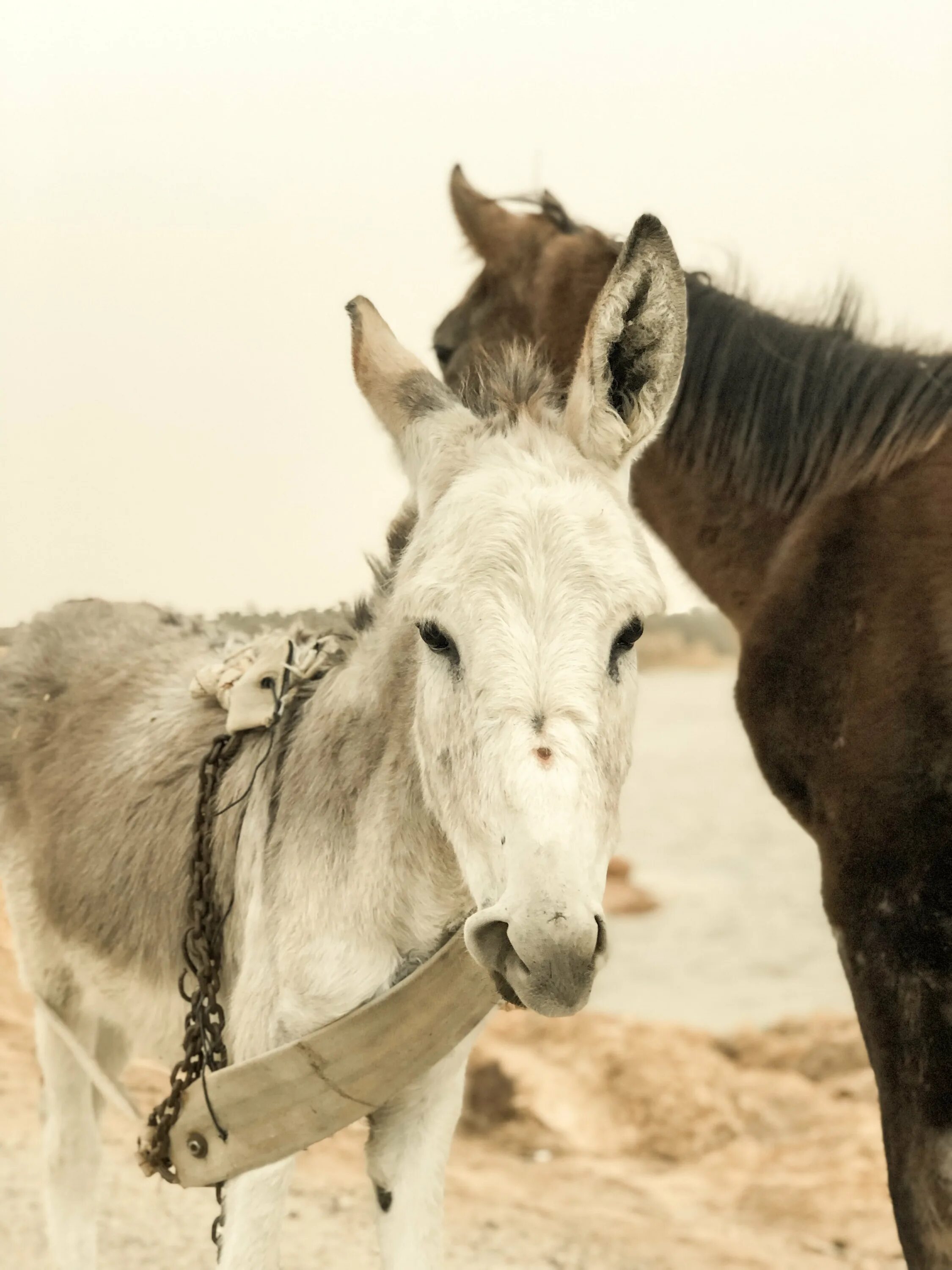 Лошак это гибрид осла и лошади. Лошадка и ослик. Horse donkey. Осел. Мул и лошак.