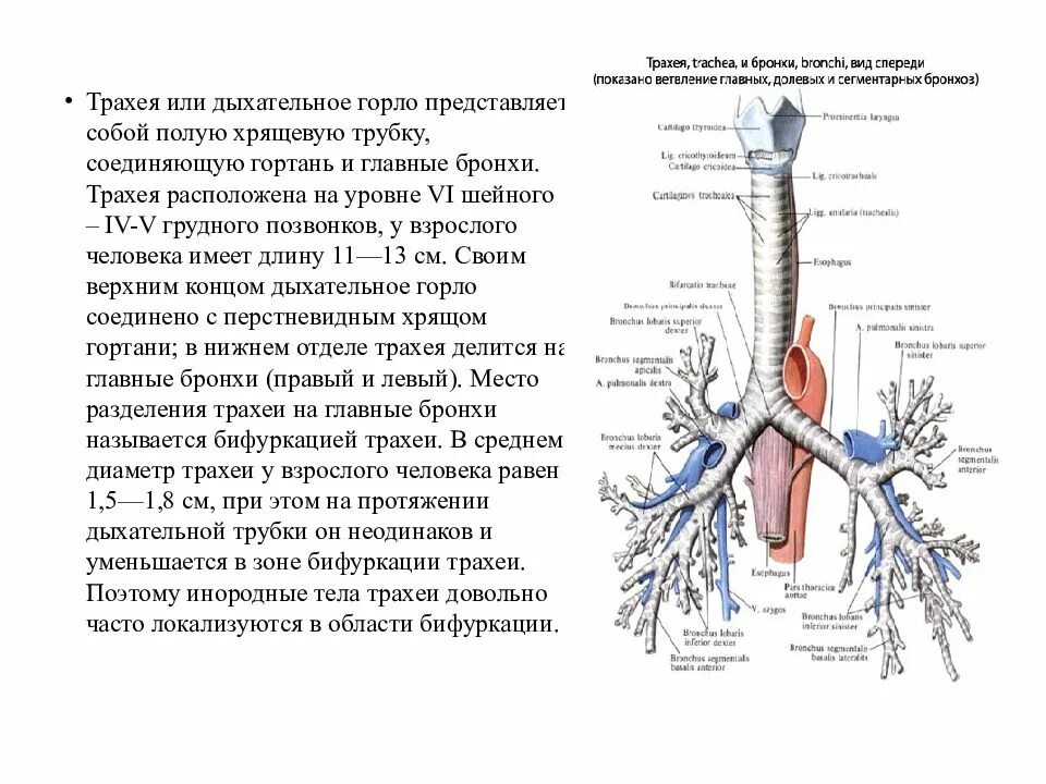 Пищевод и трахея расположение