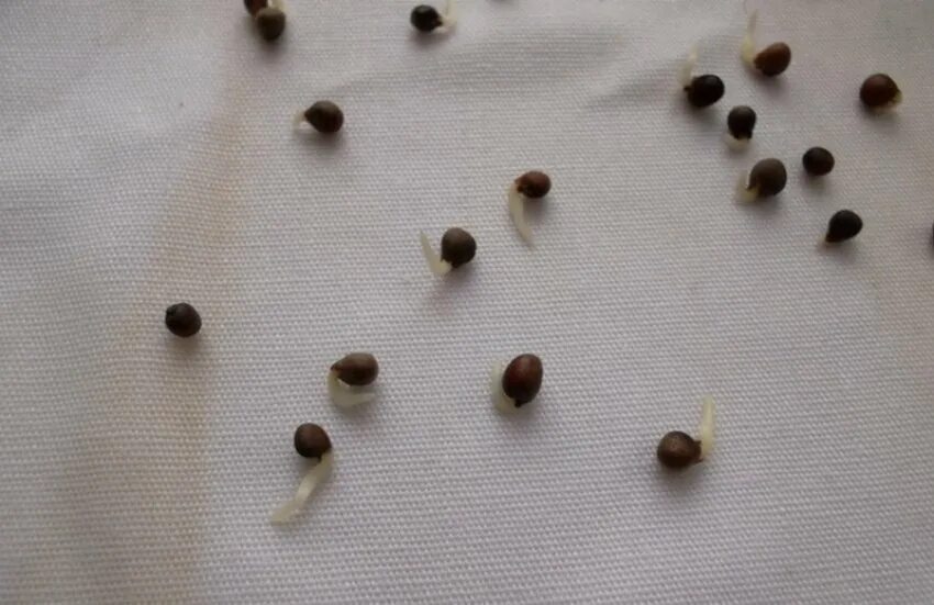 Какие семена нужно замачивать. Семена редиса прорастание. Пророщенные семена капусты. Проросток семени редиса. Пророщенные семена белокочанной капусты.