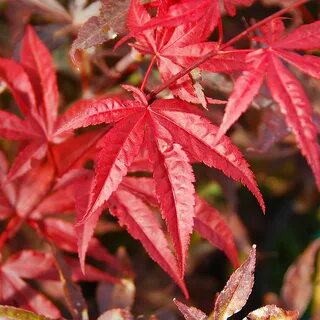 Leaves out