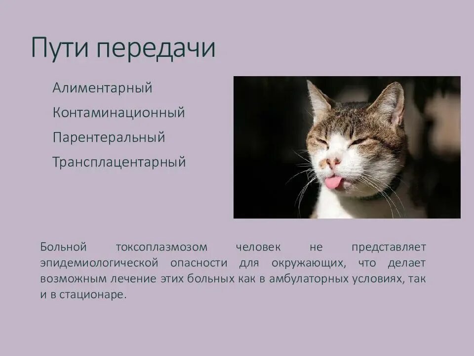 Как лечить токсоплазмоз у кошек. Токсоплазмоз пути передачи от кошек человеку. токсоплазмоз у кошек симптомы.