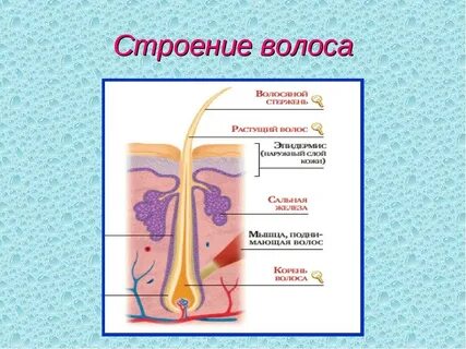 Состав кожи головы