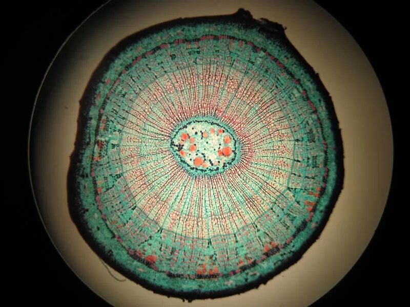 Поперечный срез липы под микроскопом. Поперечный срез стебля под микроскопом. Поперечный срез стебля липы под микроскопом. Срез ветки липы под микроскопом.