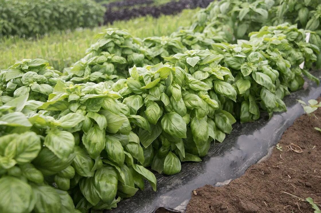 Базилик на грядке. Базилик cykoria. Базилик куст. Базилик маркиз. Базилик шаровидный.