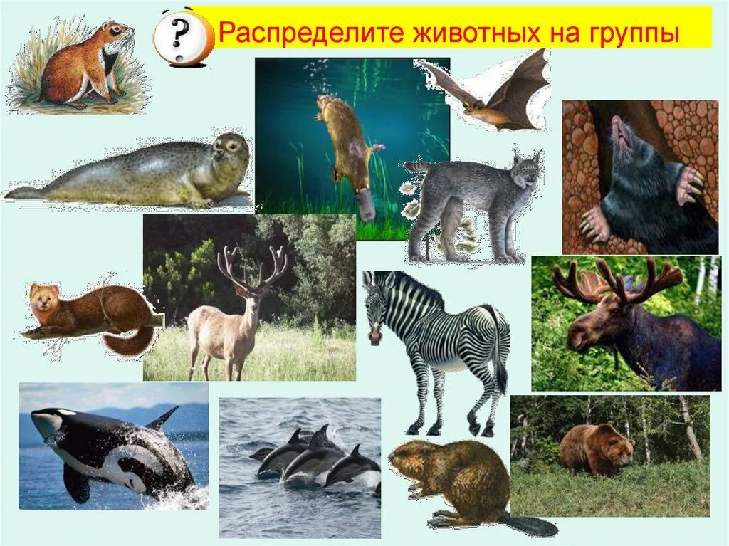 Любой животные группы. Группы млекопитающих. Млекопитающие животные. Название млекопитающих животных. Экологические группы зверей.