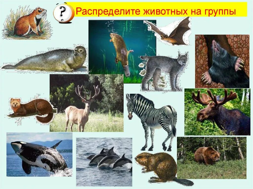 Любой животные группы