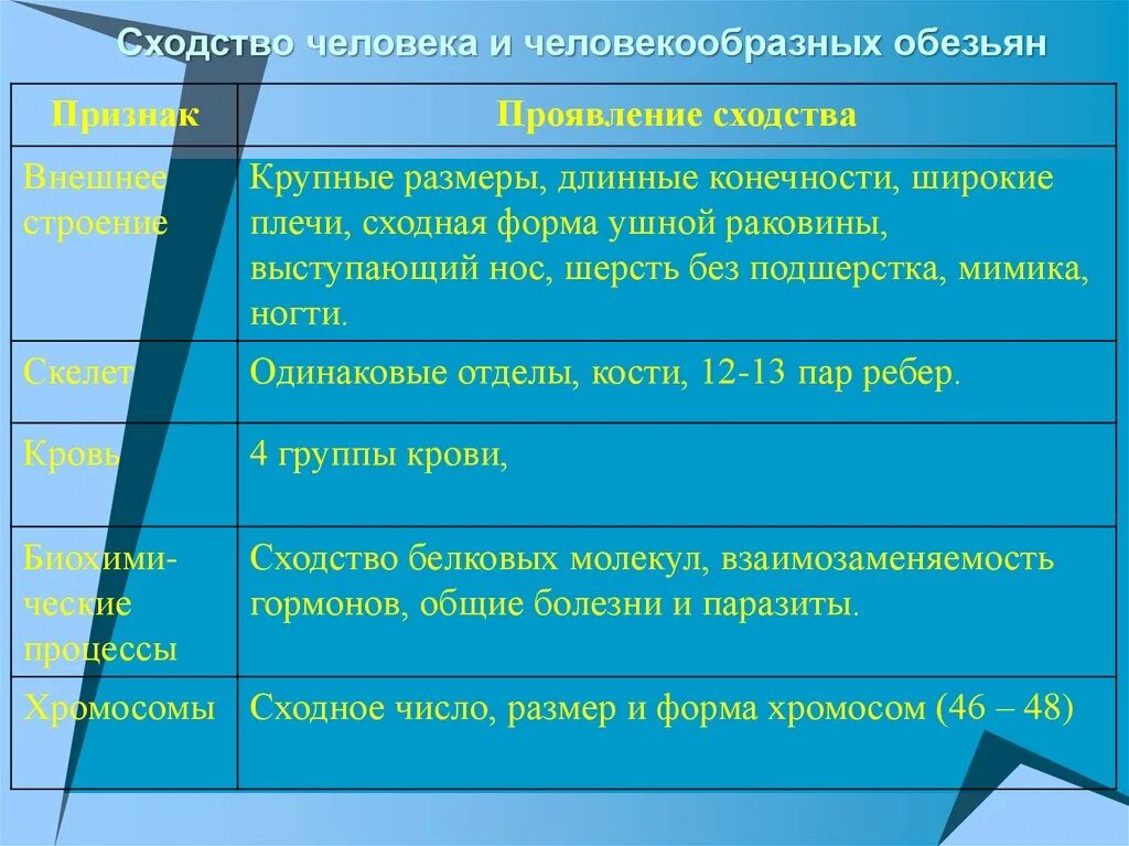 Что отличает человекообразную от человека. Сходство человека и человекообразных обезьян. Сходные черты человека и человекообразных обезьян. Сходства и различия человека и человекообразных обезьян. Черты сходства человека и человекообразных обезьян.