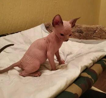 Продам котят сфинксов