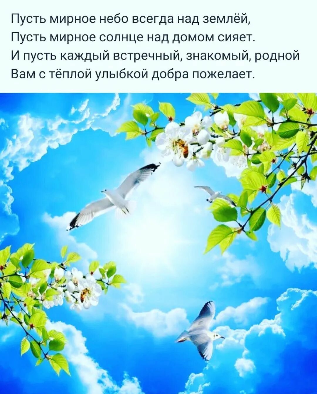 Доброго мирного неба. Мирного неба над головой. доброе утро мирного неба над головой. пожелания мирного неба над головой. весеннее небо.