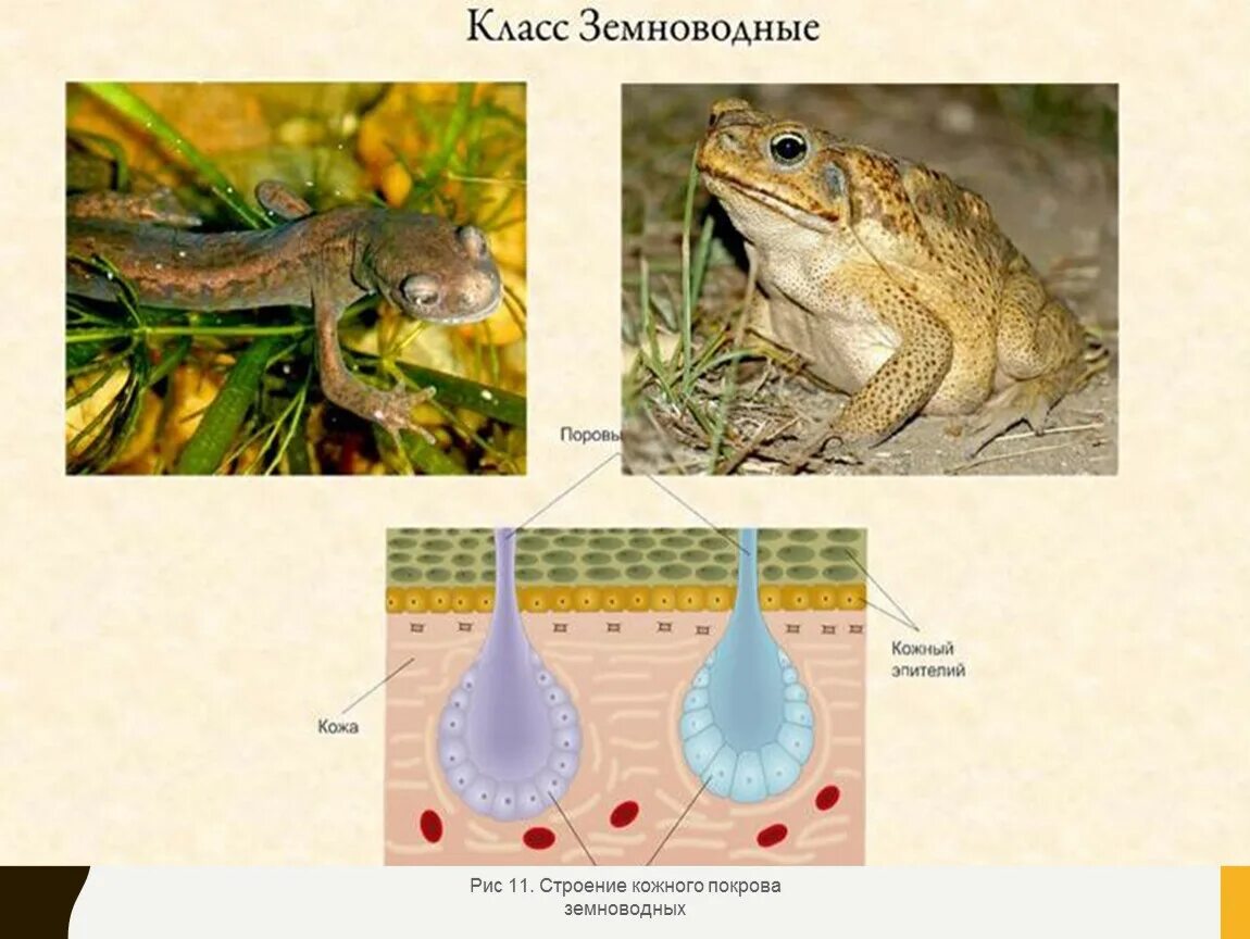 Класс земноводные покровы. Покровы земноводных. Эволюция покровов животных. Покровы тела позвоночных животных. Эволюция покровов тела у беспозвоночных животных.