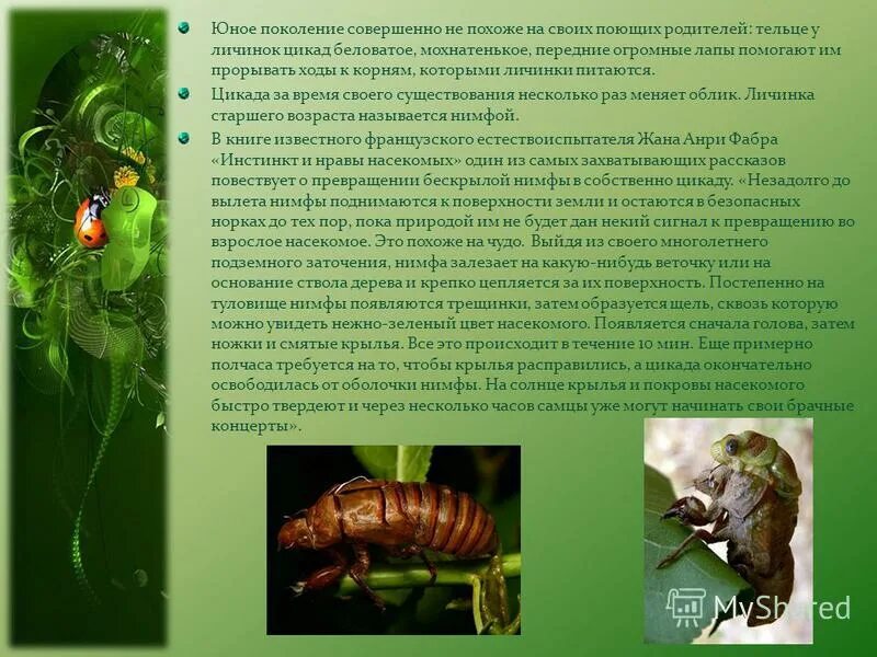 цикада насекомое развитие. цикл развития цикады. цикада полное или неполное превращение.