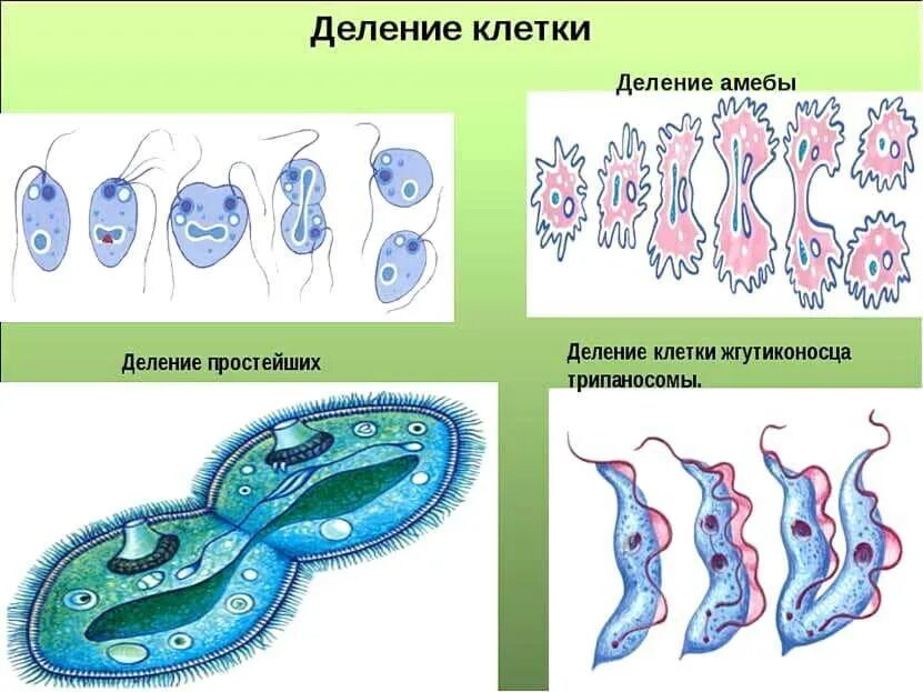 Бинарное деление бесполое размножение. Размножение делением клетки. Бесполое размножение клетки.