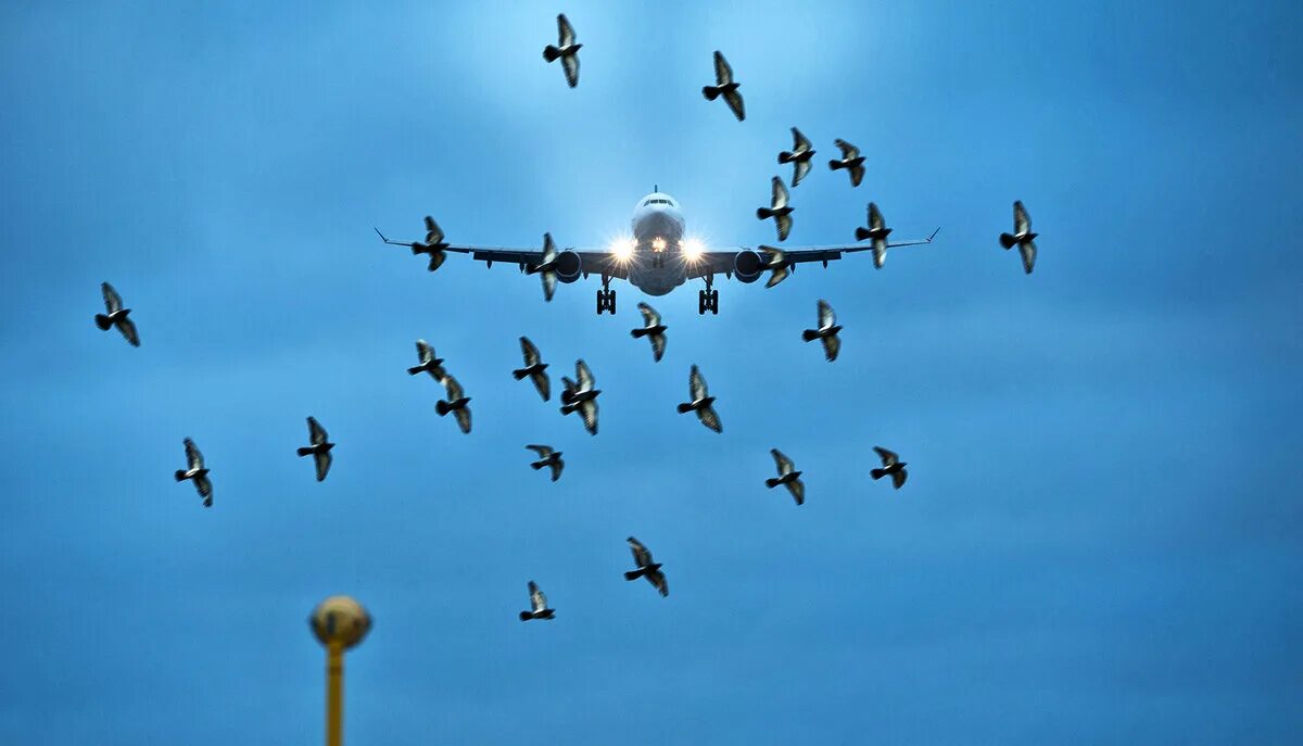Стая птиц самолет