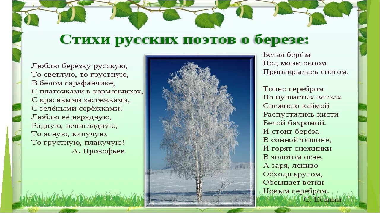 Презентация на тему береза. Береза символ России. Описание березы. Береза для презентации.