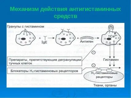 Антигистаминные препараты механизм