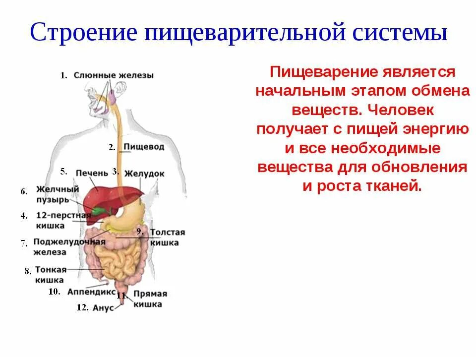 Презентация пищеварительная система 8 класс биология. Строение пищеварительной системы человека. Строение пищеварительной системы человека 8 класс биология. Пищеварительная система человека строение и функции кратко. Питание система пищеварения.