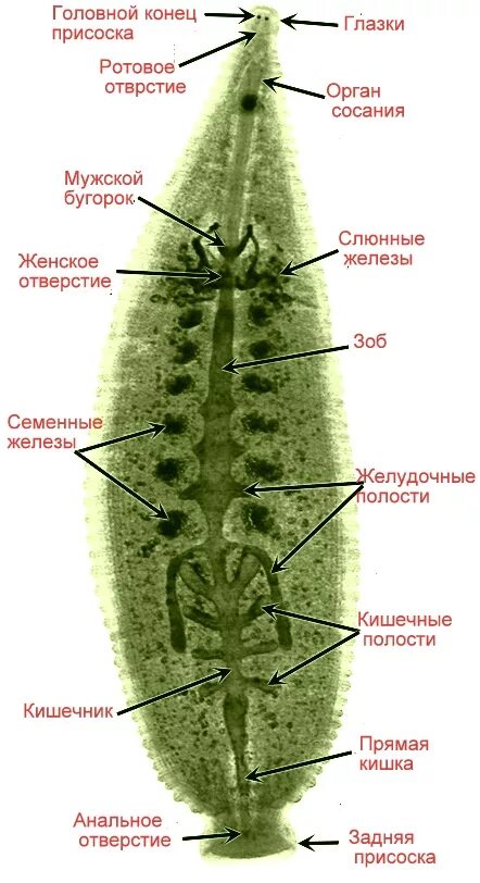 Класс пиявки внешнее строение. Пиявка внутреннее строение схема. Пищеварительная система медицинской пиявки. Наружное строение пиявки. Наружное строение пиявки.