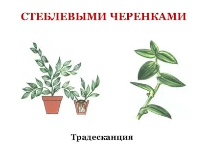 Традесканция укоренение черенков
