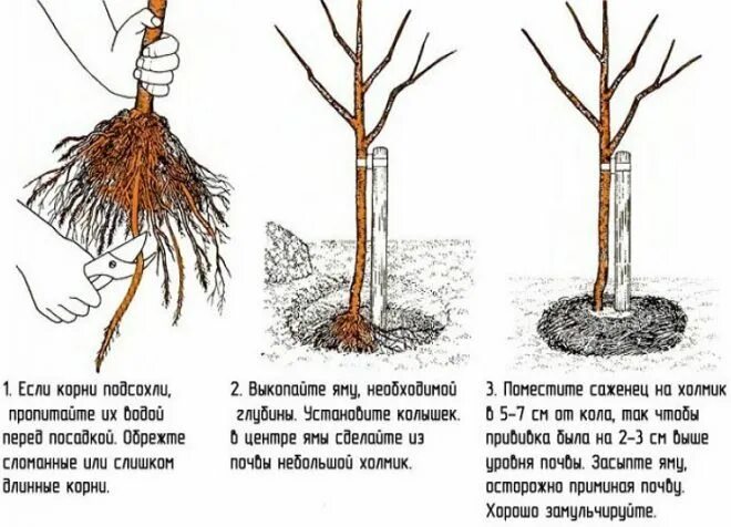 Жимолость как сажать весной в открытый грунт. Жимолость корневая шейка. Жимолость посадка корневая. Посадка жимолости корневая шейка. Жимолость саженцы весной.